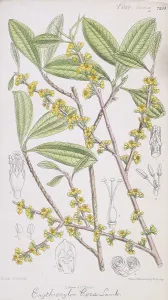 Coca: Erythroxylum coca, coca