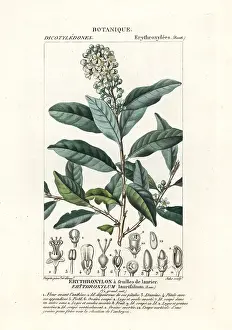 Posidonia: Erythroxylum laurifolium
