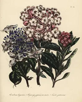 Hydrangea: Escallonia, hydrangea and luculia species