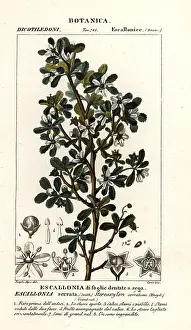 Muerte: Escallonia serrata