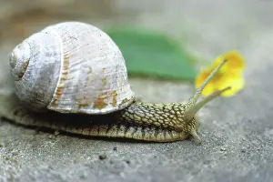 Snail: Escargot, 1986