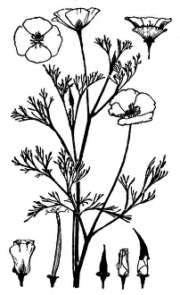 Lilley: Escholtzia