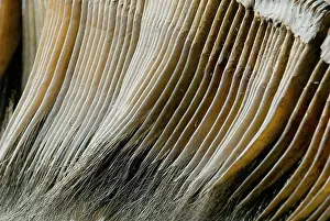 Baleen: Eschrichtius robustus, gray whale