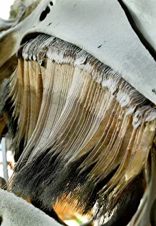 Baleen: Eschrichtius robustus, gray whale