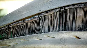 Baleen: Eschrichtius robustus, gray whale