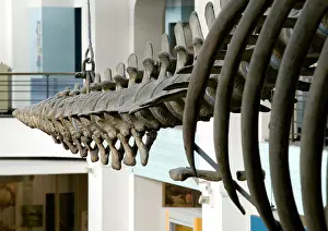 Baleen: Eschrichtius robustus, gray whale