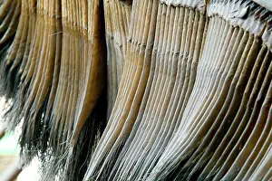 Baleen: Eschrichtius robustus, gray whale