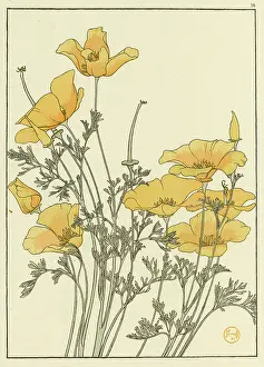 Pochoir: Eschscholtzia