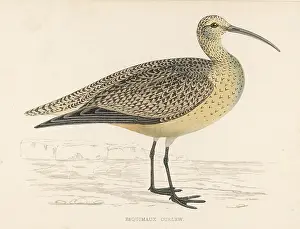 Eskimo: ESKIMO CURLEW (MORRIS)