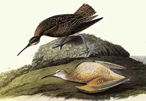Eskimo: Eskimo Curlew, Numenius borealis