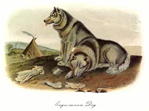 Canines: Eskimo Dog