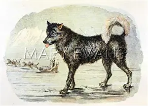 Esquimaux: ESKIMO DOG