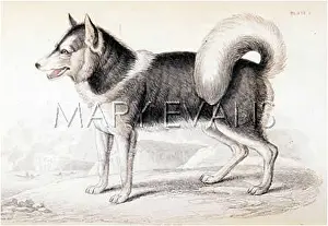 Esquimaux: ESKIMO DOG (SMITH)