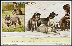Eskimo: ESKIMO DOGS