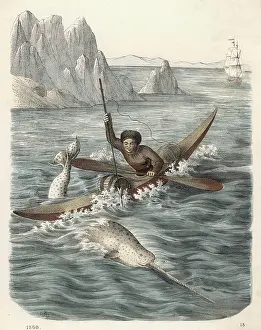 Eskimo: ESKIMO HUNTS A NARWHAL