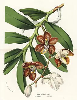 Vanda: Esmeralda cathcartii orchid