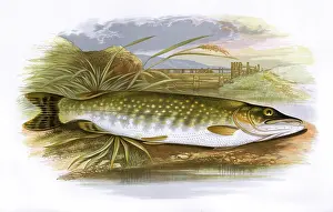 Pike: Esox lucius, or Northern Pike