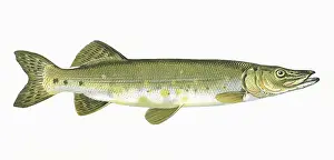 Pike: Esox lucius, or Northern Pike