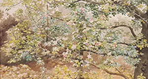 Mccloy: Espalier Apple Blossom