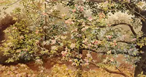 Mccloy: Espaliered Apple Blossom