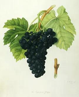 Vitis: Esperione Grapes