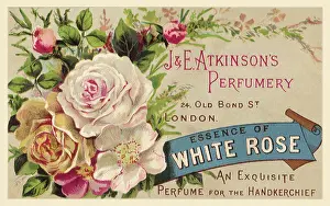 Perfumery: Essence of White Rose
