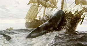 Whaling: The Essex
