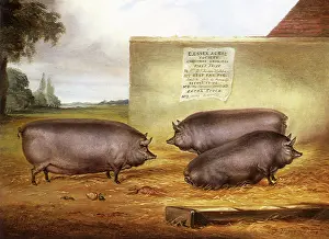 Trough: Three Essex Pigs