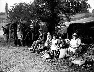 Nosebag: ESSEX POTATO PICKERS