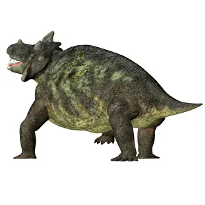 Synapsid: Estemmenosuchus dinosaur, rear view