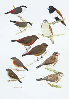 Goodwin: Estrildid finches
