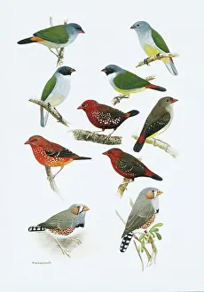 Goodwin: Estrildid finches