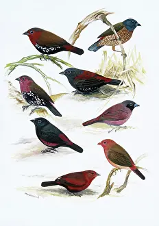 Goodwin: Estrildid finches
