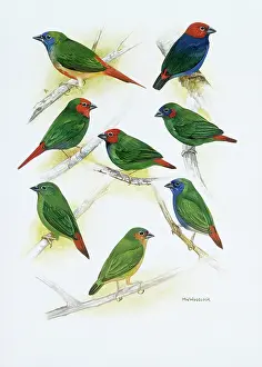 Goodwin: Estrildid finches