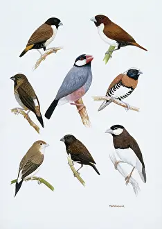 Forehead: Estrildid finches
