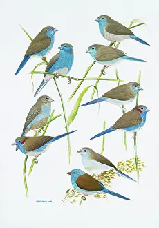 Goodwin: Estrildid finches