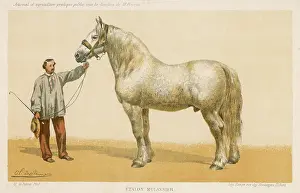 Understandably: ETALON MULASSIER