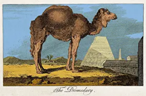 Comte: Etching of Dromedary, Buffon, 18th C
