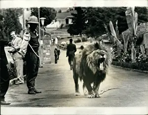 Tojo: Ethiopian emperor's lion Tojo