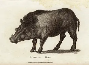 Habitats: Ethiopian Giant Forest Hog