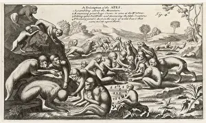Apes: ETHIOPIAN MONKEYS