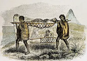 Ethnology: ethnology, man, two Maori carrying an invalid