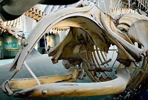 Baleen: Eubalaena glacialis, black right whale