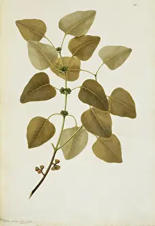 Eucalyptus: Eucalyptus alba, gum tree