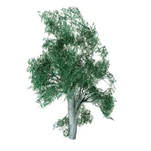 Shrub: Eucalyptus bosistoana tree illustration