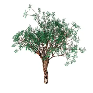 Shrub: Eucalyptus coolabah tree illustration