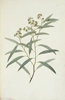 Leaved: Eucalyptus crebra, narrow leaved ironbark tree