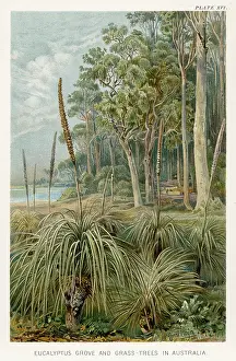 Eucalyptus: EUCALYPTUS FOREST