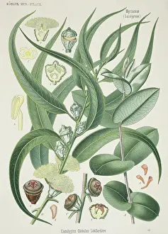 Terrarium: Eucalyptus globulus, Tasmanian bluegum