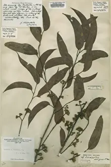 Fabidae: Eucalyptus obliqua, Australian oak